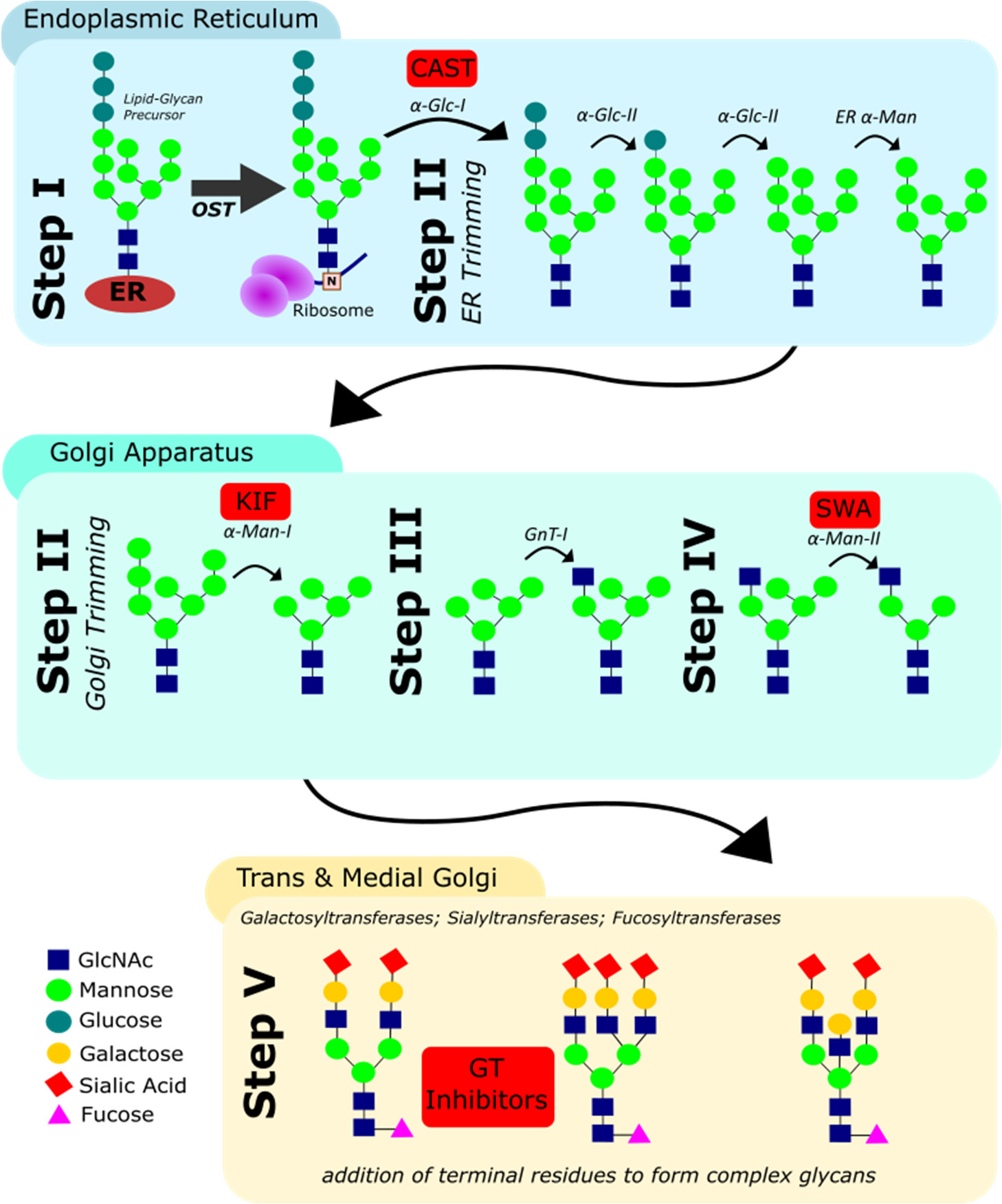 Ludger - Review in Antibodies - Fig 1