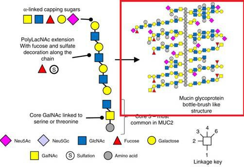 Ludger Nature Comm Publication - Figure 1A