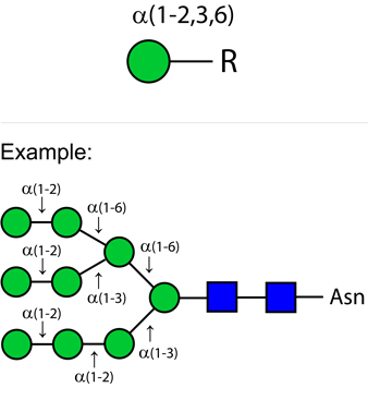 Ludger Alpha-(1-2,3,6)-mannosidase enzyme structure