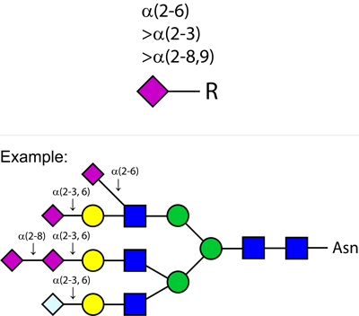 Ludger Sialidase Au enzyme structure