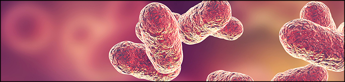 Ludger publication - Microbiology