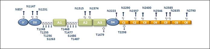 Ludger Publication - Macrophage Protection