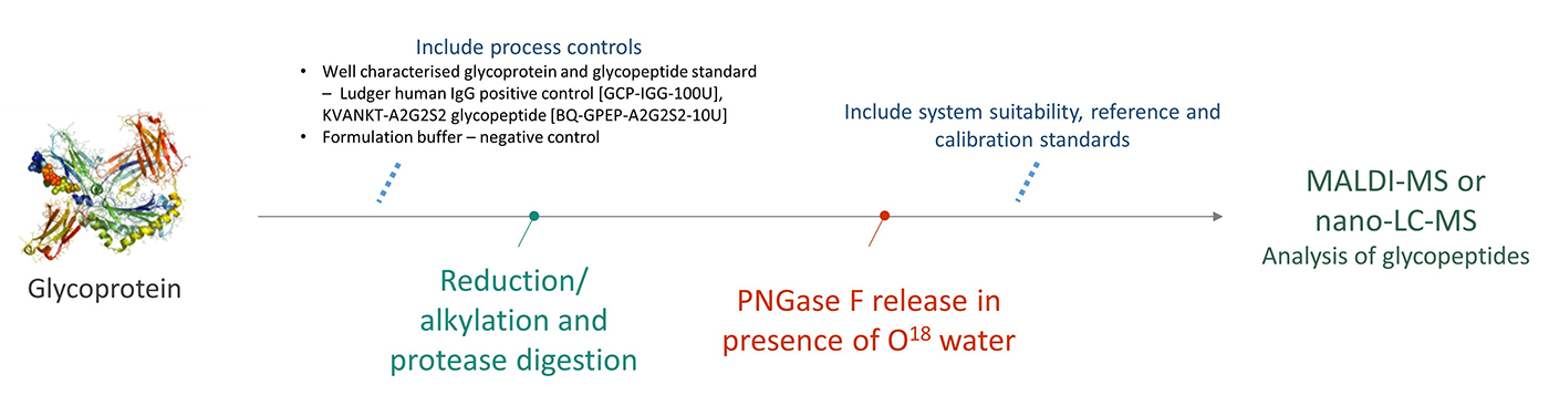 Ludger - Glycan Analysis - Workflow for Level 3 N-glycan Site Occupancy Analysis